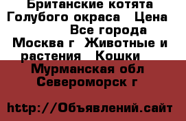 Британские котята Голубого окраса › Цена ­ 8 000 - Все города, Москва г. Животные и растения » Кошки   . Мурманская обл.,Североморск г.